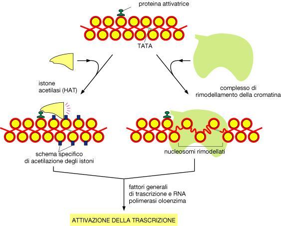 cromatina istone acetilasi (HAT)