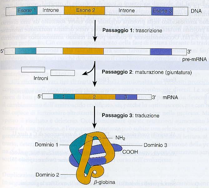 I GENI EUCARIOTICI SONO DISCONTINUI Gli esoni sono i segmenti codificanti di un gene, gli introni sono le sequenze trascritte, ma non