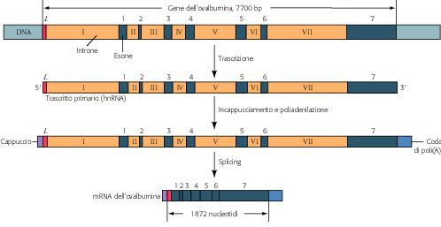 REGIONI CODIFICANTI E NON CODIFICANTI DEL GENE DELL