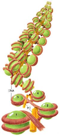 LA CROMATINA Le proteine che legano il DNA rientrano in due classi: 1) La classe principale, gli istoni,, comprende 5 tipi di proteine basiche (da 11 a 21 Kd): H1 (é associato al DNA di