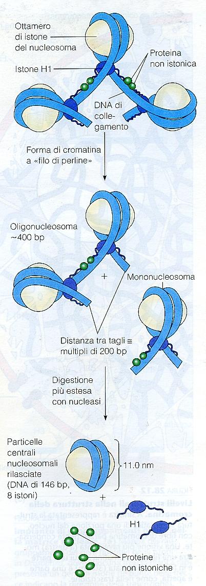 LE PROTEINE NON ISTONICHE Le proteine non istoniche sono sul DNA di collegamento (DNA linker) ) e possono essere suddivise