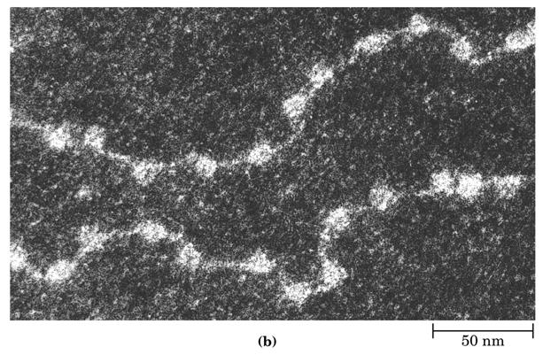 LA CROMATINA Al microscopio elettronico le fibre di cromatina hanno un