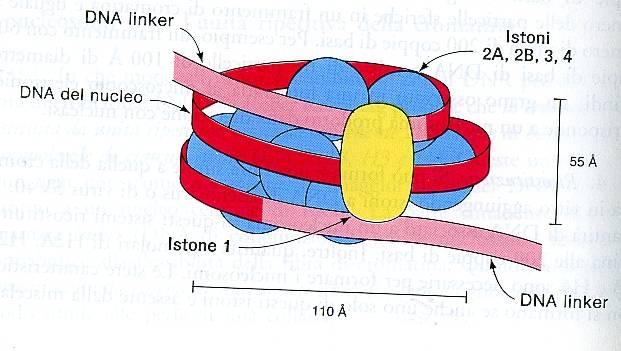 IL NUCLEO DEL NUCLEOSOMA Il DNA del nucleo (146 coppie di basi) si avvolge intorno al centro proteico del nucleosoma