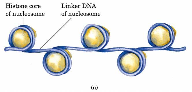IL NUCLEOSOMA La formazione del nucleosoma rappresenta il primo stadio nella