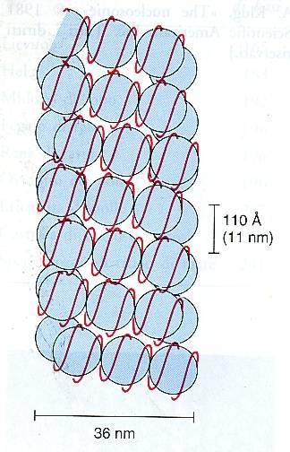 IL MODELLO A SOLENOIDE I nucleosomi si dispongono ad elica (6 nucleosomi per giro