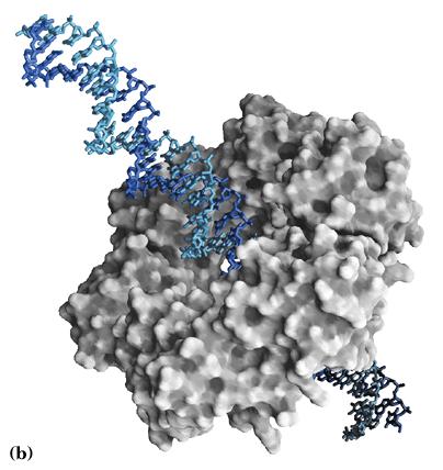 LE CARATTERISTICHE SALIENTI DELLA REPLICAZIONE NEGLI EUCARIOTI Essa é semiconservativa, é continua su