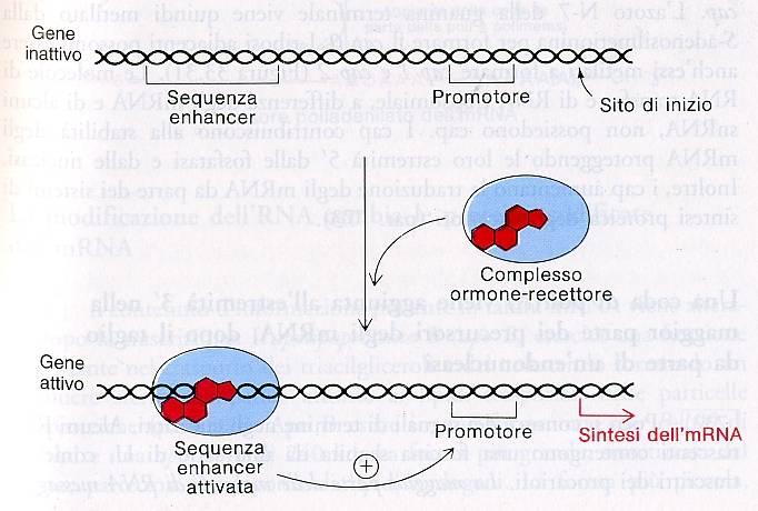 LE SEQUENZE ENHANCER Hanno, ad es.