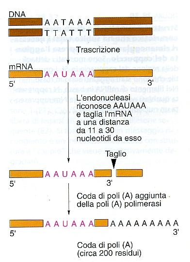 LA TERMINAZIONE DELLA TRASCRIZIONE La RNA polimerasi II eucariotica normalmente continua a trascrivere oltre la fine del gene, così,, attraversa uno o più segnali