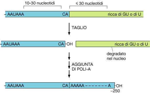 GENE EUCARIOTICO