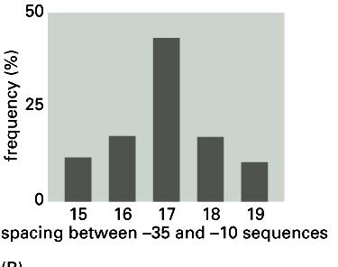Distanza 10 / -35 La distanza che separa i siti 35 e 10 è tra 16-18 bp nel 90% dei promotori; ma può essere fino a 15 o 20 bp.