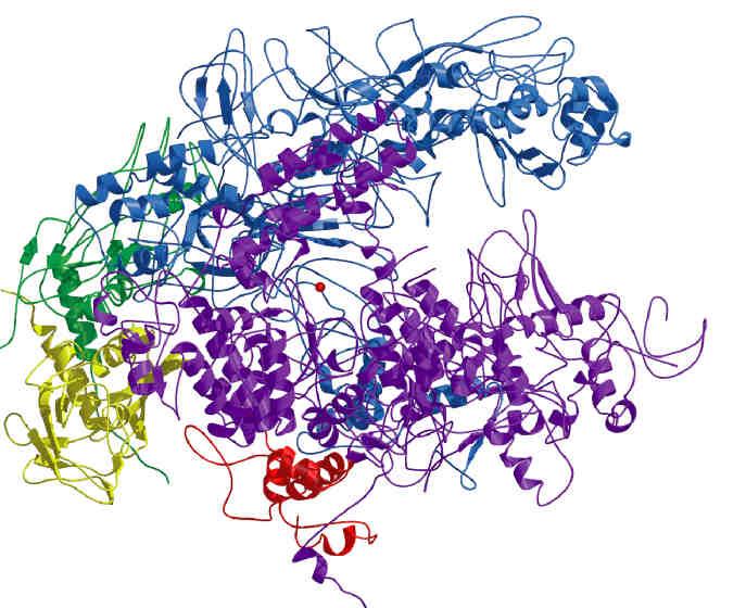 RNA polimerasi batterica Le subunità β and β insieme fanno il centro catalitico.