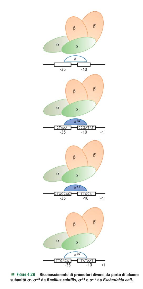 De Leo - Fasano - Ginelli regolazione Biologia e Genetica, II dell espressione Ed.