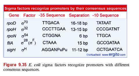 inizi a dei promotori definiti da specifiche sequenze 35 e 10.