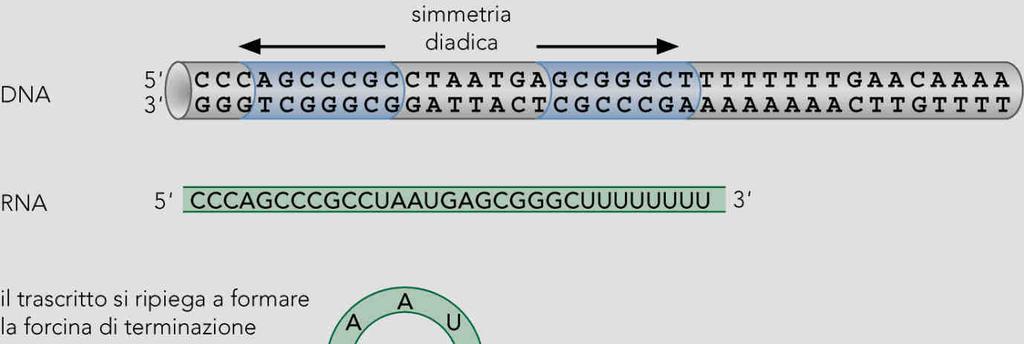 La terminazione nei batteri La terminazione è sempre letta sulla sequenza di DNA