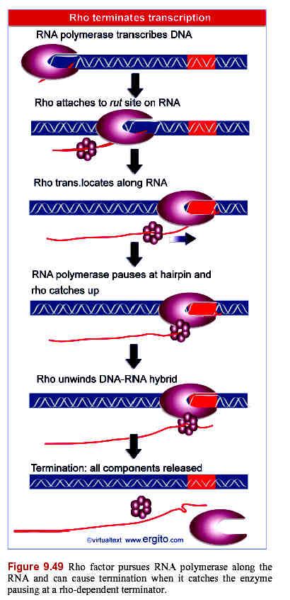 Rho factor Il fattore Rho è una proteina terminatore che si lega al RNA nascente si muove fino a