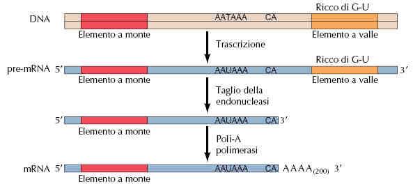 Dal Volume: La