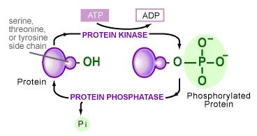 Protein chinasi I substrati sono proteine Chinasi: fosforilazione Protein fosfatasi H 2 O Per poter avere un