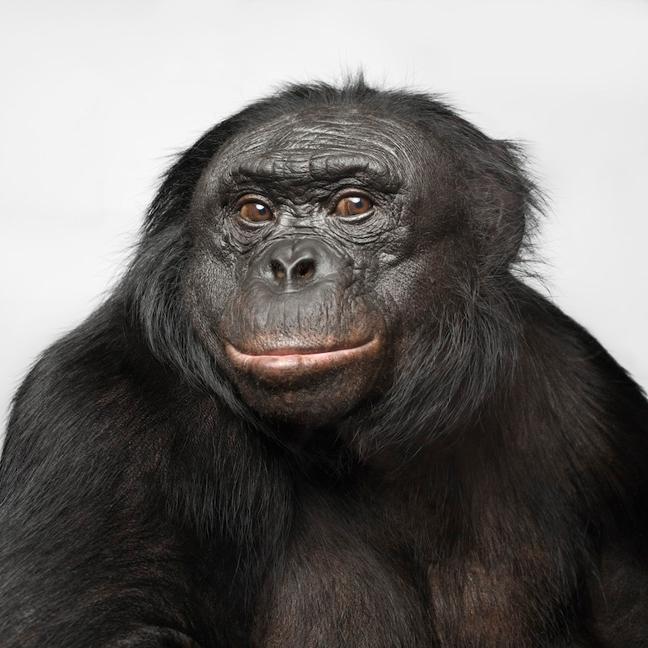 Primati e linguaggio: Kanzi il bonobo