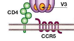 gp120 e gp40 40 sono responsabili del legame a CD4 localizzato sulla membrana plasmatica dei linfociti T CD4+, macrofagi, monociti e cellule
