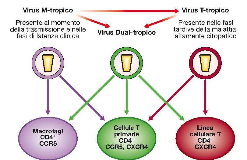 Gli isolati di HIV sono classificati in base al loro tropismo in: T-tropici con tropismo verso i linfociti T e in M-tropici con tropismo verso monoiciti e macrofagi, a loro volta in ceppi che