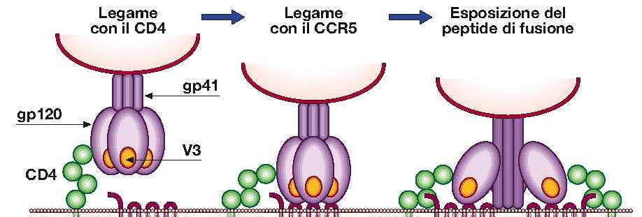 Adsorbimento e penetrazione Il primo step nell infezione da HIV è il riconoscimento delle cellule target, il virus attraverso gp120 lega i due target in sequenza CD4 e CCR5.