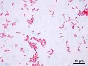 Coliformi fecali (Escherichia coli) La loro presenza è indice di contaminazione recente, poichè non si adattano bene all'ambiente esterno.