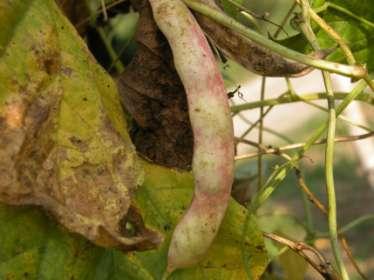 colorazione dei tegumenti Granella serrata