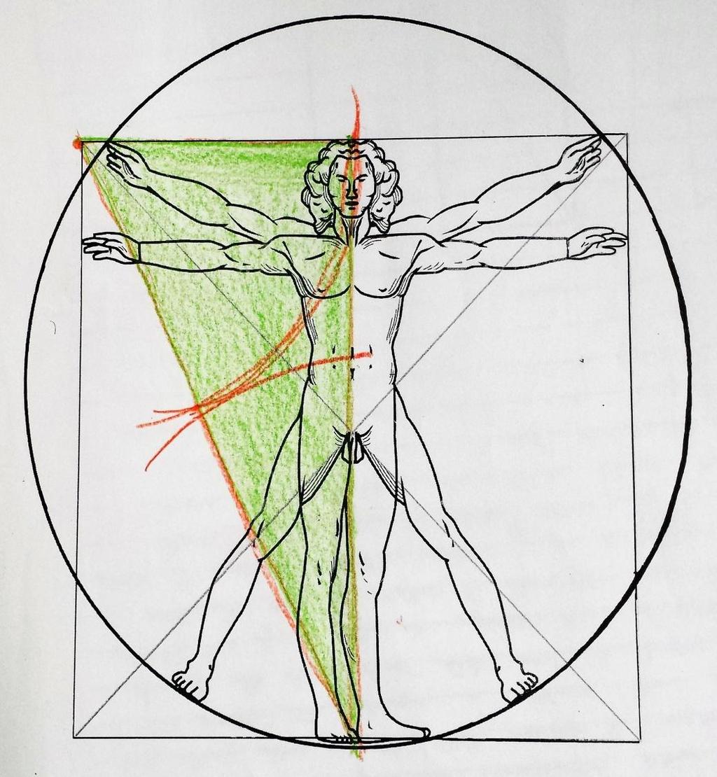 Fase 1: osservazione e verifica di un particolare rapporto matematico, la sezione aurea Successivamente ci siamo resi conto che non sapevamo dove puntare il compasso per costruire il cerchio come nel