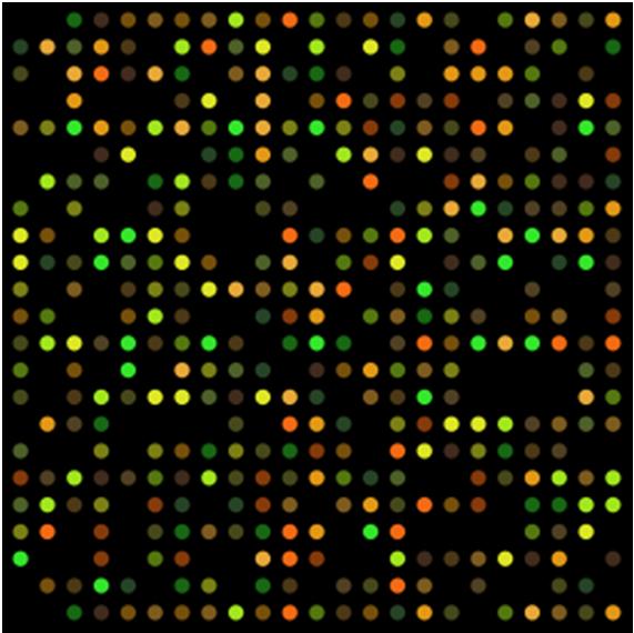 Microarray o Chip Microarray: tecnica nanotecnologica che permette l analisi contemporanea di decine di migliaia di punti nel DNA Caratteristiche: Identifica le