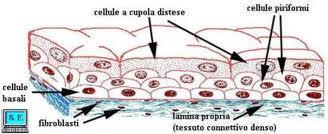 E costituito da cellule capaci di scivolare le une sulle altre, permettendo la contrazione o il