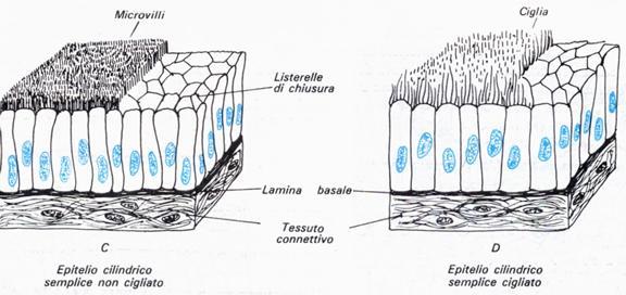 Epitelio cilindrico semplice Formato da cellule di forma prismatica, si può