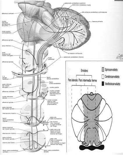 SPINO-CERVELLETTO: Verme e corteccia paravermiana (intermedia) Afferenze sensoriali: dal midollo: Fasci spino cerebellari dorsale/ventrale Fascio cuneo-cerebellare (n.