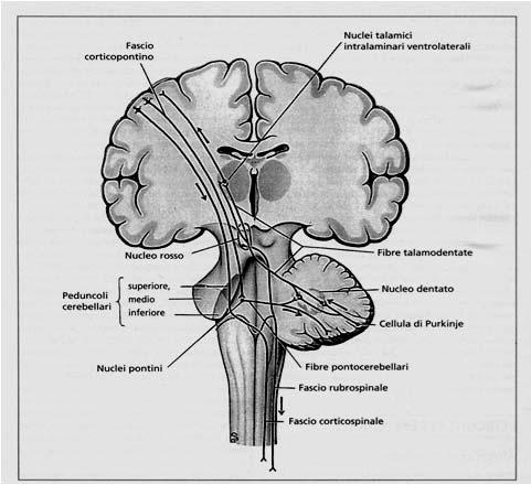 Connessioni del cerebro-cervelletto corteccia