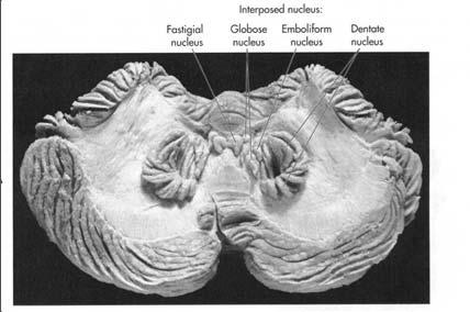 Le afferenze al cervelletto (corteccia, tronco encefalico, oliva bulbare, periferia) terminano direttamente alla corteccia (con collaterali ai nuclei profondi) Tutte le efferenze dalla