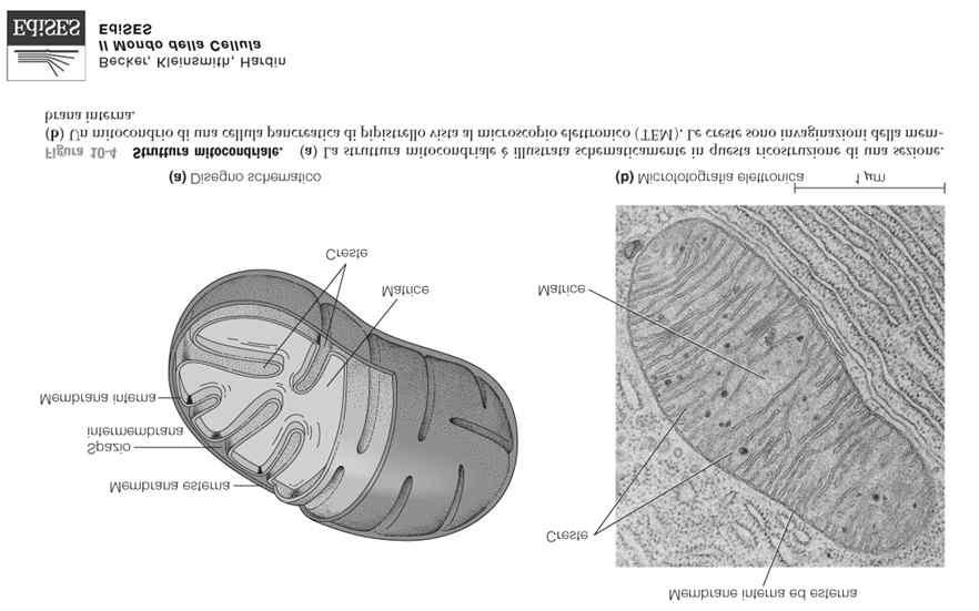 Mitocondrio Doppia membrana Sistema cresteæaumento superficie Matrice:
