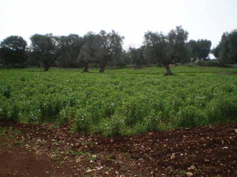 Graf. 3 - SAU bio tot coltura / SAU bio tot Puglia (%), 2009 SAU olivo 32% SAU cereali 28% SAU foraggio verde da seminativi Terreni a maggese, terreni inutilizzati, altro 8% 8% SAU fruttiferi (escl.