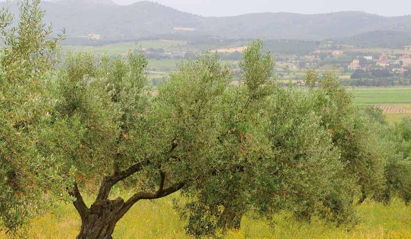 Rese più alte L integrazione tra una adeguata concimazione di fondo, la successiva irrigazione e l integrazione fogliare forniscono risultati eccezionali, assicurando il giusto apporto dei nutrienti