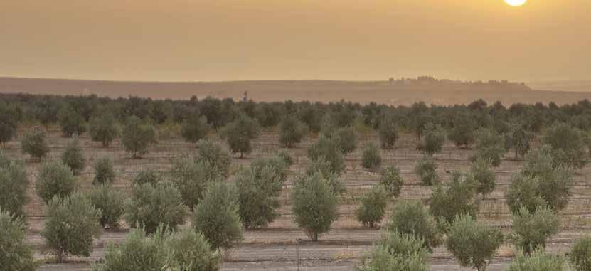 I prodotti a base di GELAMIN per l olivo