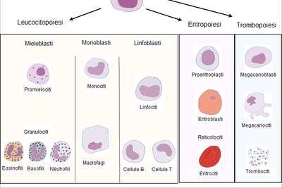 Eritropoiesi midollare CS totipotente CS pluripotente