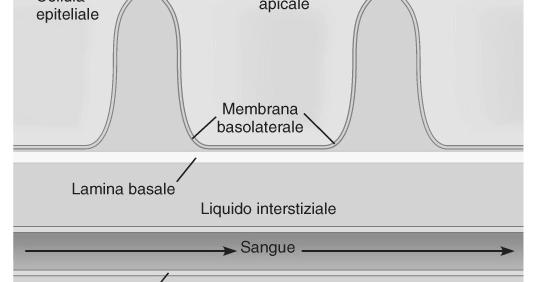 trasporto sono polarizzate e presentano una membrana apicale che si affaccia verso il lume dell organo rivestito dall epitelio e una membrana basolaterale che si affaccia verso il liquido