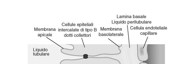 TRASPORTI TRANSMEMBRANALI MEDIATI DA VESCICOLE La maggior parte