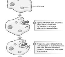 FAGOCITOSI E il processo con cui una cellula avvolge una particella in una vescicola.