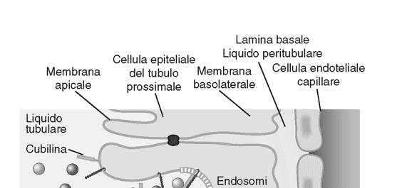 La vescicola si sposta nella cellula e il recettore e il ligando si separano formando due vescicole distinte Endocitosi recettore-mediata