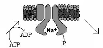 esponendo gli ioni Na + fuori dalla cellula