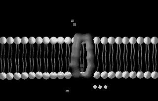 il concetto di stato stazionario: La velocità con cui il Na + entra nella cellula, muovendosi passivamente secondo il suo gradiente elettrochimico, coincide con la velocità di uscita del Na + dalla