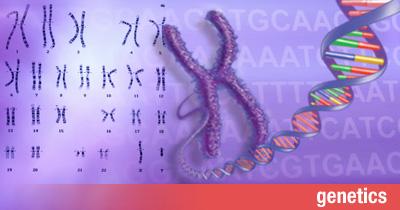 PRINCIPI DI GENETICA GENI E ALLELI Le differenti forme di uno stesso gene si chiamano ALLELI.