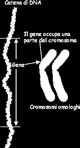 carattere è formata da alleli identici l individuo è detto geneticamente puro o omozigote.