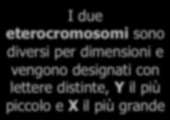 costituiscono gli autosomi: 22 coppie di cromosomi omologhi che contengono la