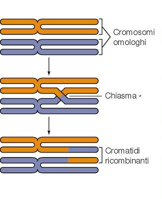 caratteri era su un differente cromosoma Coppia di cromosomi omologhi Allele