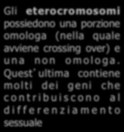 I cromosomi sessuali determinano il sesso dell individuo Y Porzione non omologa Breve porzione omologa Gli eterocromosomi